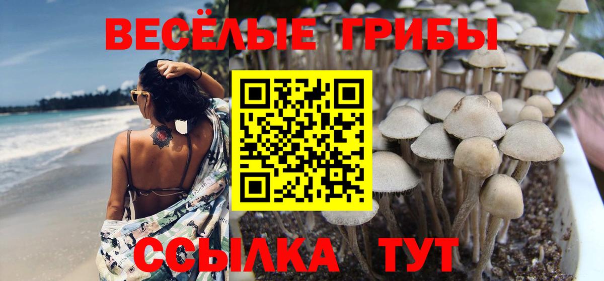 Галлюциногенные грибы Psilocybine cubensis Полысаево